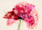 Watercolour Poppy.jpg